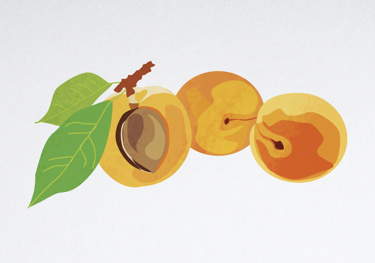 Les fruits & légumes de saison — Abricots